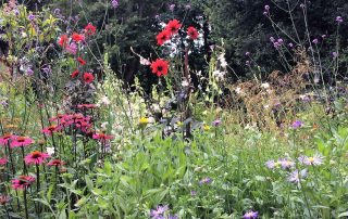 Plants garden border flowers