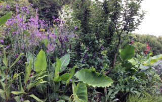 Plants border garden flowers