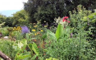 Plants border flowers