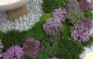 Thyme plants circular water feature
