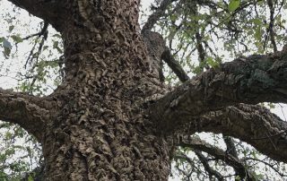 Quercus suber