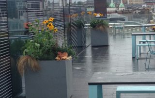 Container roof garden plants