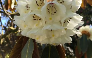 Rhododendron falconeri