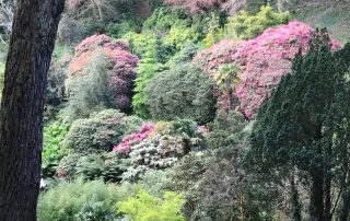 Plants rhododendrons Cornwall garden