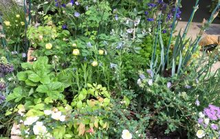 Plants garden