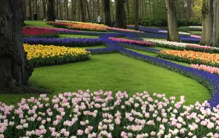Tulips and grape hyacinths in the parkland scene at Keukenhof