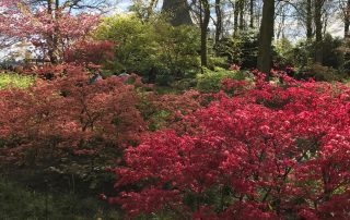 Keukenhof windmill Holland Japanese maples
