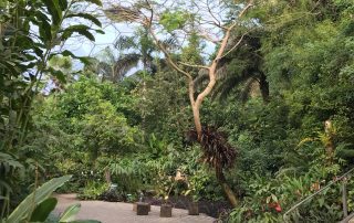 Tropical biome Eden Project tropical plants