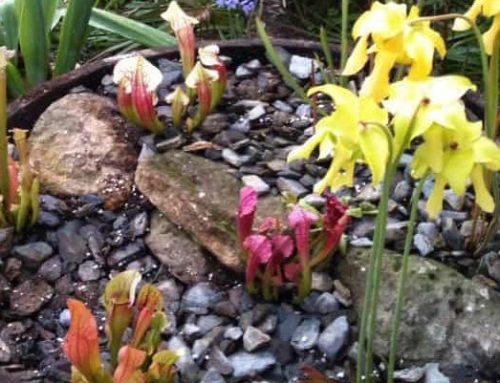 Carnivorous plants – a taste for flies