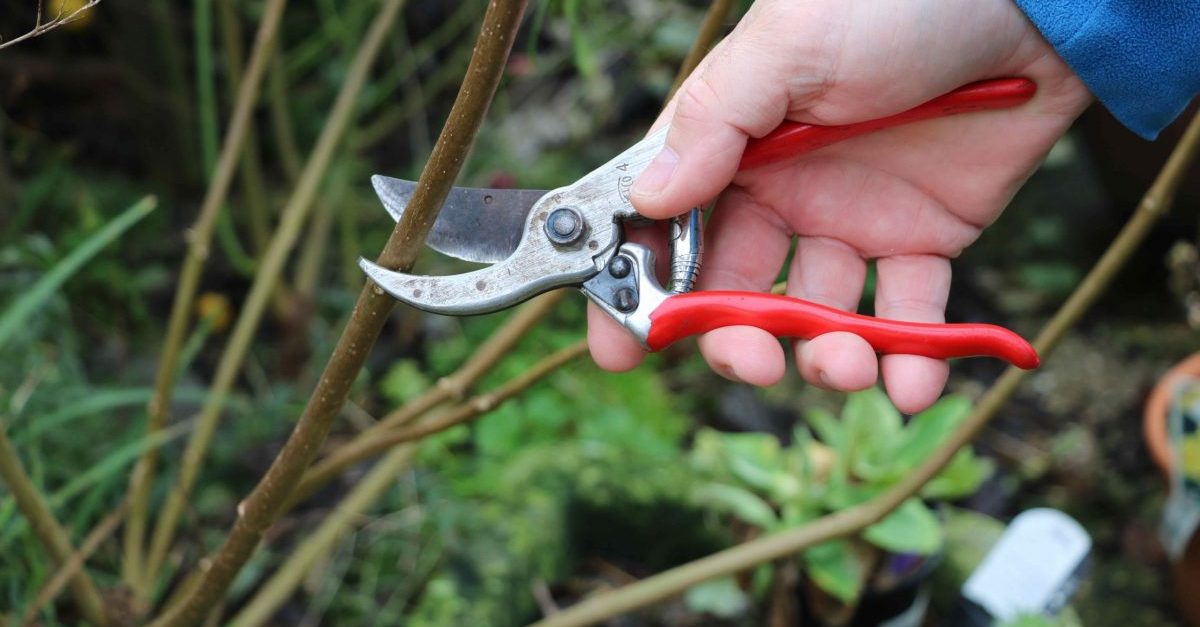 Secateurs pruning rose