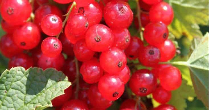 Redcurrant Babette®