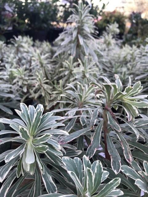 Euphorbia ‘Glacier Blue’ Euphorbia 'Glacier Blue'