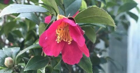 Camellia vernalis 'Yuletide'