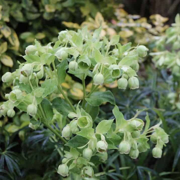 Flowers of hellebore