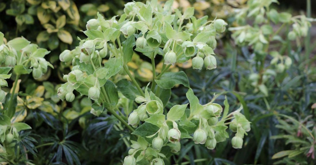 Flowers of hellebore
