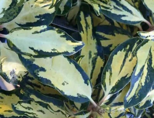 What’s the point of variegated plants