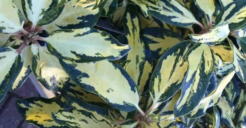 Variegated rhododendron leaves