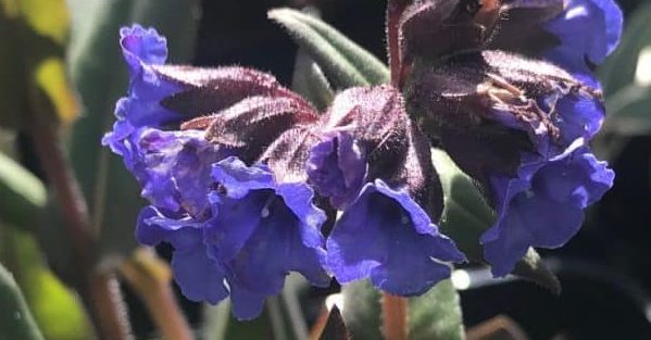 Pulmonaria azurea