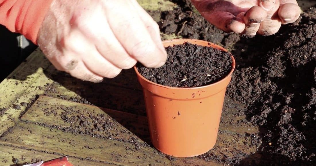 Sowing tomatoes in pots for summer crops