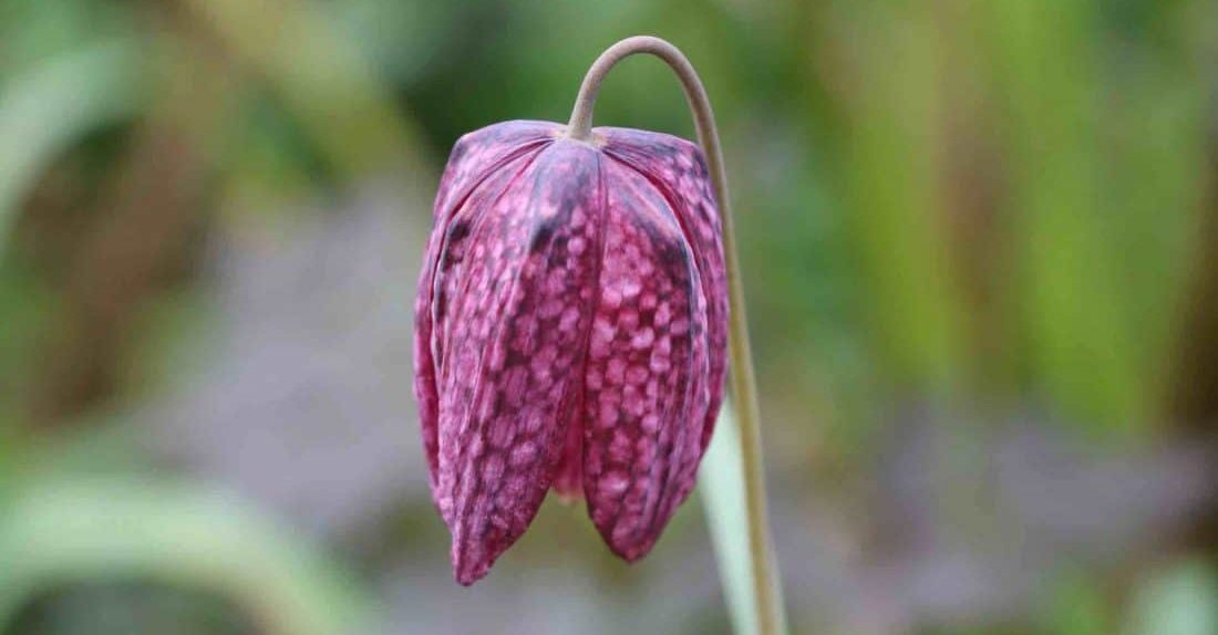 Snake's head fritillary