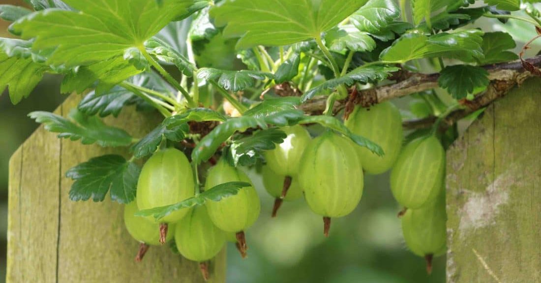 Gooseberry Invicta