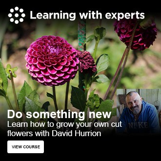 Learn how to grow your own cut flowers with David Hurrion
