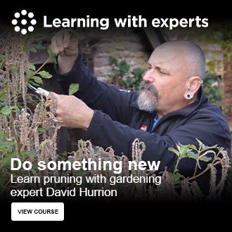 Learn to prune your garden with gardening expert David Hurrion