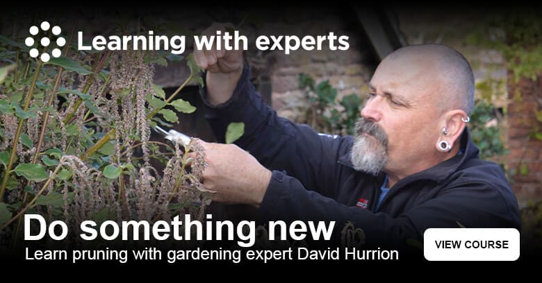Learn how to prune your garden with David Hurrion
