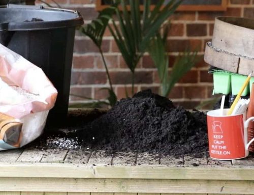 Garden jobs for late-winter days