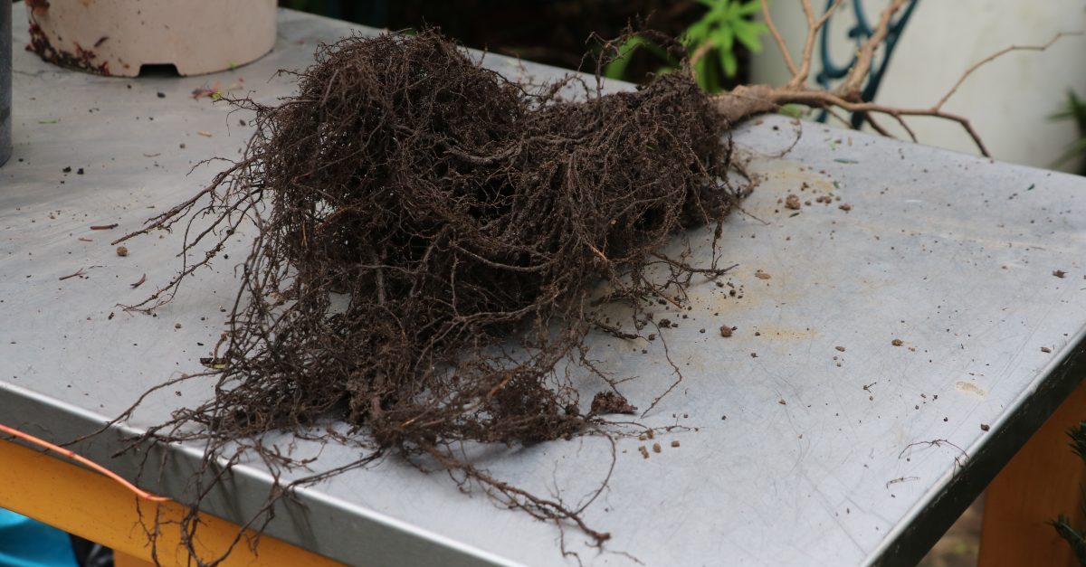 Bare root shrubs