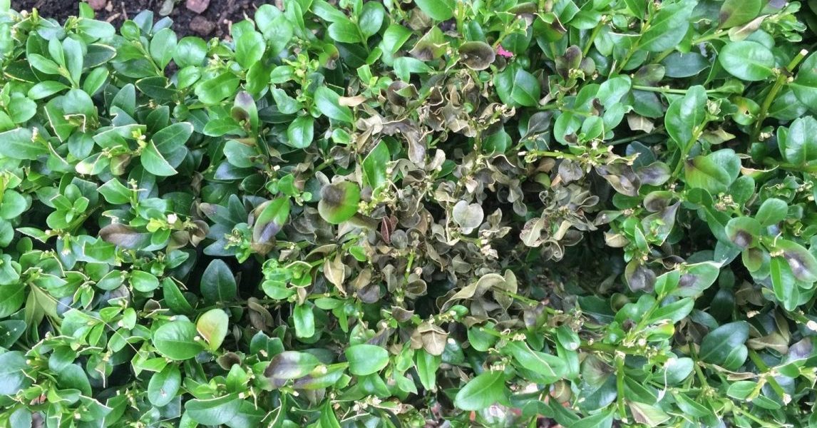 Blight on box bush