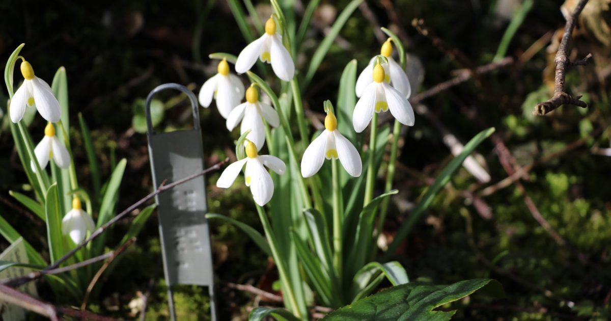 Snowdrop clump