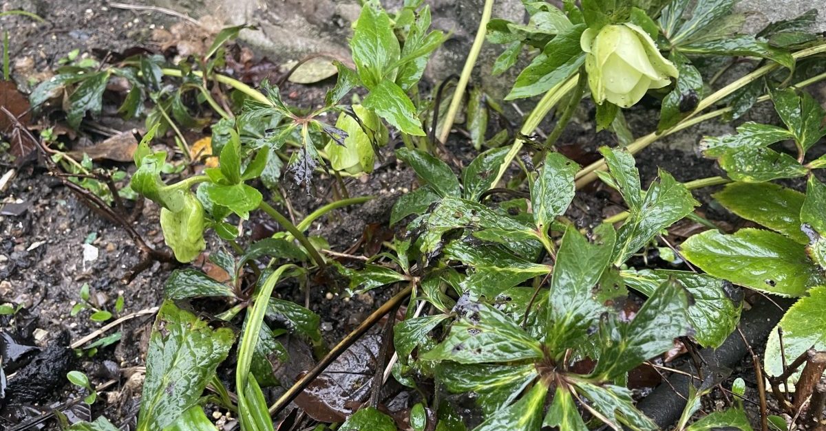 why are my hellebore leaves turning black