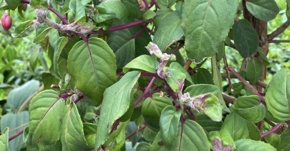 Fuchsia gall mite