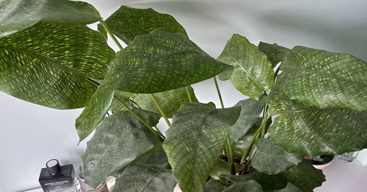 Calathea Network