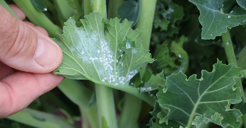 Whitefly on the leaves of brassicas