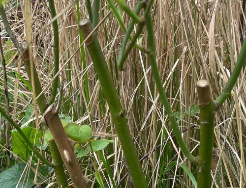 What makes stems die back on roses?