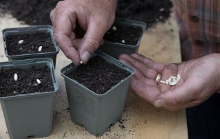 The best time to sow beans is in pots in spring