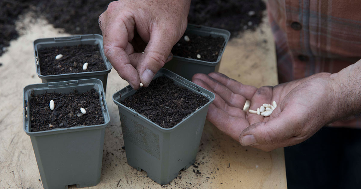 The best time to sow beans is in pots in spring