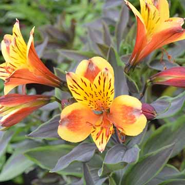 Alstroemeria Summer Breeze