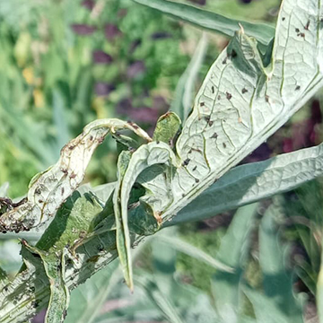Aphids on cardoon