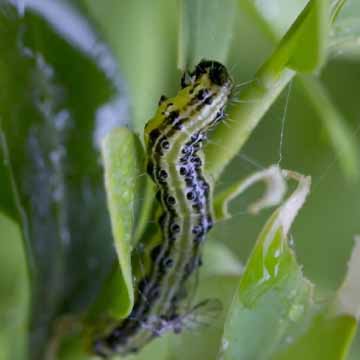 Box moth caterpillar SQ