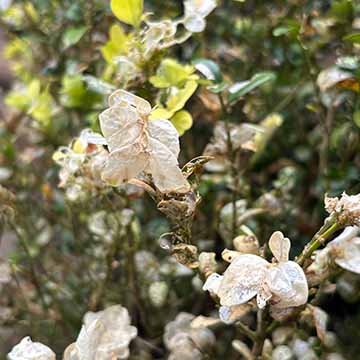 Box moth caterpillar damage sq