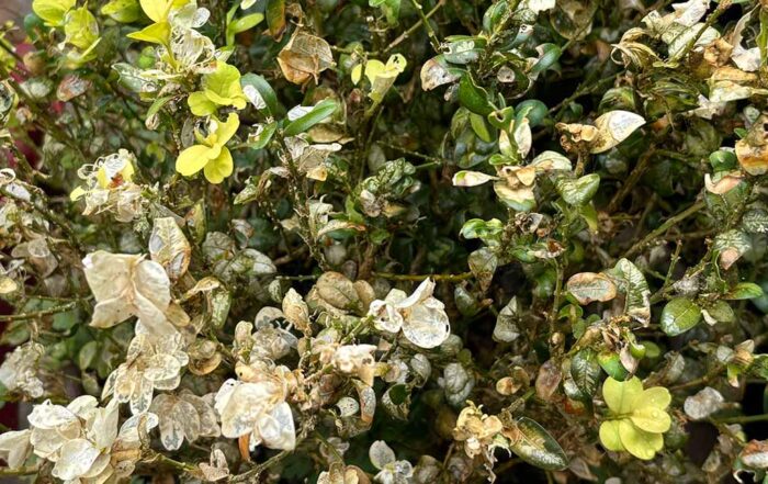 Box moth damage