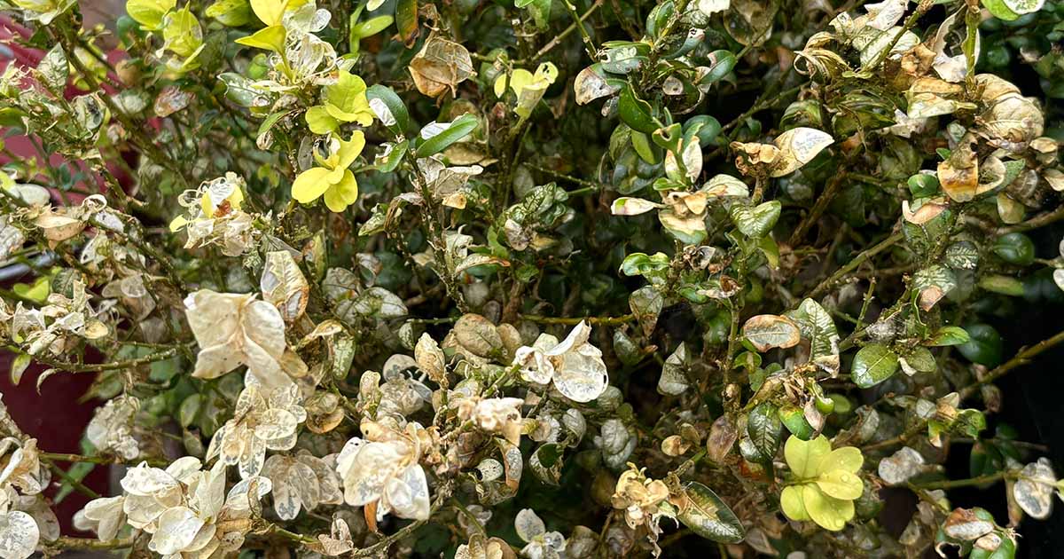 Box moth damage