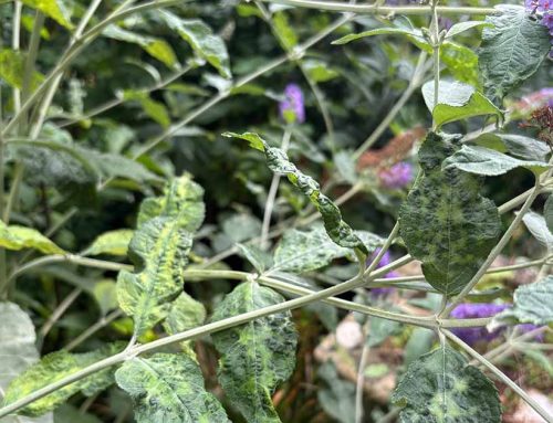Why are the leaves on my buddleia curled and yellow?