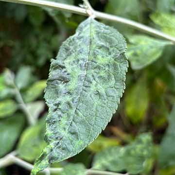 Buddleia aphid leaf damage sq