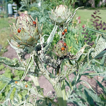 Aphids and ladybirds