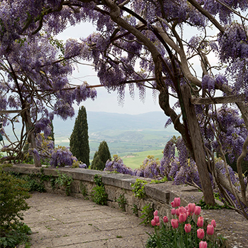 Wisteria in flower SQ