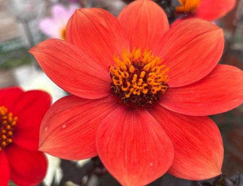 Why have my dahlias stopped flowering?